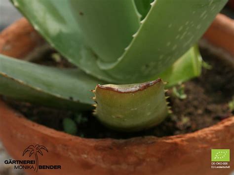 Aloe - Medizinpflanze